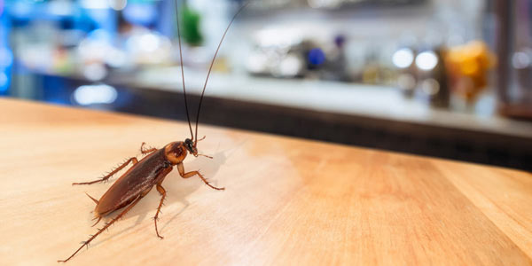 Απολυμαντικη Ηρακλειο Κρητης ΤΕΖΑ ΑΠΟΛΥΜΑΝΤΙΚΗ